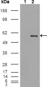 ETV4 Monoclonal Antibody (1A2G3)