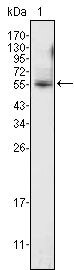 ETV4 Antibody in Western Blot (WB)