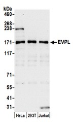 EVPL Polyclonal Antibody