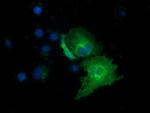 EXD1 Antibody in Immunocytochemistry (ICC/IF)