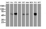 EXD1 Antibody in Western Blot (WB)