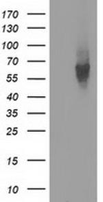EXD1 Antibody in Western Blot (WB)