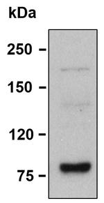 EXO1 Antibody in Western Blot (WB)