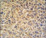 EXOC3L2 Antibody in Immunohistochemistry (IHC)