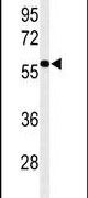 EXOC3L2 Antibody in Western Blot (WB)