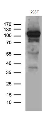EXOC4 Antibody in Western Blot (WB)