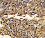 EXOC5 Antibody in Immunohistochemistry (IHC)