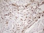 EXOSC1 Antibody in Immunohistochemistry (Paraffin) (IHC (P))
