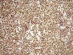 EXOSC1 Antibody in Immunohistochemistry (Paraffin) (IHC (P))