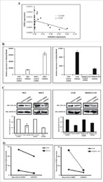 EZH2 Antibody in Western Blot (WB)