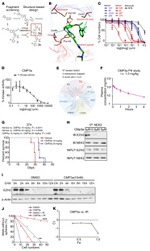 NEK2 Antibody in Western Blot (WB)