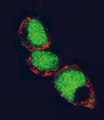 EZH2 Antibody in Immunocytochemistry (ICC/IF)