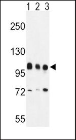 EZH2 Antibody in Western Blot (WB)