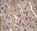 Bif1 Antibody in Immunohistochemistry (IHC)