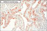 Endothelin 2 Antibody in Immunohistochemistry (Paraffin) (IHC (P))