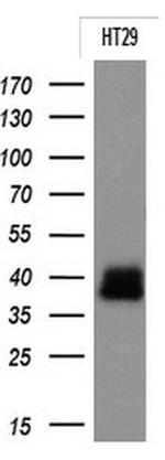 EpCAM Antibody in Western Blot (WB)