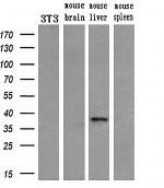 EpCAM Antibody in Western Blot (WB)