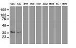 EpCAM Antibody in Western Blot (WB)