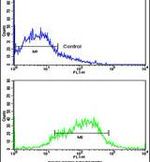 EphA1 Antibody in Flow Cytometry (Flow)