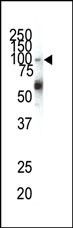 EphA1 Antibody in Western Blot (WB)