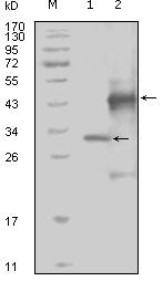 EphA4 Monoclonal Antibody (7D3D4)