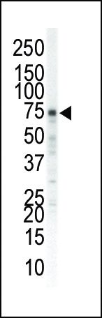 EphA5 Antibody in Western Blot (WB)