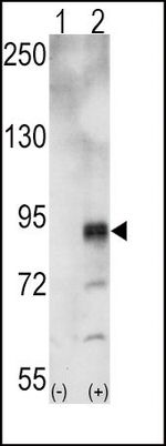EphA5 Antibody in Western Blot (WB)