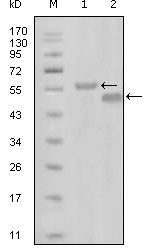 EphA6 Monoclonal Antibody (3D5B10)