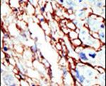 EphA7 Antibody in Immunohistochemistry (IHC)