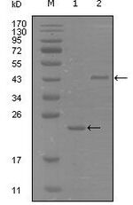 EphA8 Monoclonal Antibody (9A12D8)