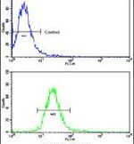 EphB2 Antibody in Flow Cytometry (Flow)