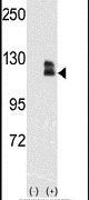 EphB2 Antibody in Western Blot (WB)