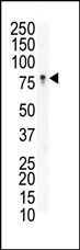 EphB3 Antibody in Western Blot (WB)