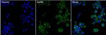 EphB4 Monoclonal Antibody (3D7G8)