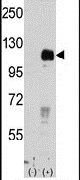 EphB4 Antibody in Western Blot (WB)