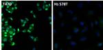 Estrogen Receptor alpha Antibody in Immunocytochemistry (ICC/IF)