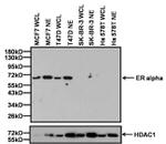 Estrogen Receptor alpha Antibody in Western Blot (WB)