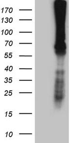 F10 Antibody in Western Blot (WB)