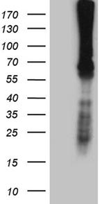 F10 Antibody in Western Blot (WB)