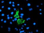F13A1 Antibody in Immunocytochemistry (ICC/IF)