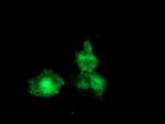 F13A1 Antibody in Immunocytochemistry (ICC/IF)