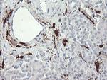 F13A1 Antibody in Immunohistochemistry (Paraffin) (IHC (P))