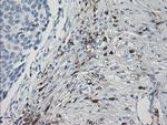 F13A1 Antibody in Immunohistochemistry (Paraffin) (IHC (P))