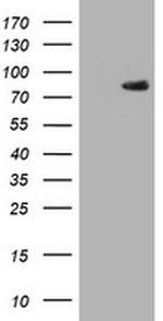 F13A1 Antibody in Western Blot (WB)