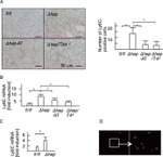 F4/80 Antibody in Immunocytochemistry (ICC/IF)