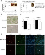 F4/80 Antibody in Immunohistochemistry (Paraffin) (IHC (P))
