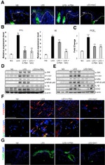 F4/80 Antibody in Immunohistochemistry (IHC)