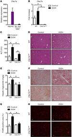 F4/80 Antibody in Immunohistochemistry (IHC)
