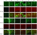 F4/80 Antibody in Immunohistochemistry (IHC)