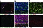 F4/80 Antibody in Immunohistochemistry (Frozen) (IHC (F))